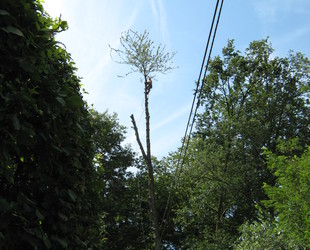 Jaume Michael Arboriste Grimpeur - Élagage et travaux forestiers Démontage d'un Merisier au dessus de lignes électrique et d'une voirie. Jaume Michael Arboriste Grimpeur - Élagage et travaux forestiers