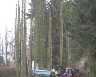 Jaume Michael Arboriste Grimpeur - Élagage et travaux forestiers sous traitance. Jaume Michael Arboriste Grimpeur - Élagage et travaux forestiers