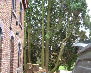 Jaume Michael Arboriste Grimpeur - Élagage et travaux forestiers Abattage d'un thuya avant. Jaume Michael Arboriste Grimpeur - Élagage et travaux forestiers