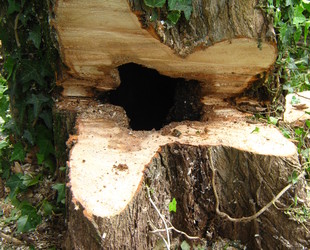 Jaume Michael Arboriste Grimpeur - Élagage et travaux forestiers Démontage d'un Populus nigra 'Italica' avec une cavité créé un champignon et des fourmis. Jaume Michael Arboriste Grimpeur - Élagage et travaux forestiers