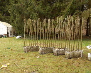 Jaume Michael Arboriste Grimpeur - Willow Concept - Création de structures végétales vivantes