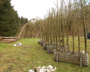 Jaume Michael Arboriste Grimpeur - Willow Concept - Création de structures végétales vivantes